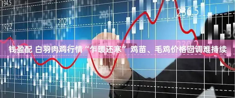 钱盈配 白羽肉鸡行情“乍暖还寒” 鸡苗、毛鸡价格回调难持续